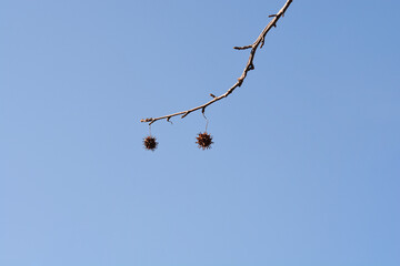 Wall Mural - American sweetgum branch with seeds