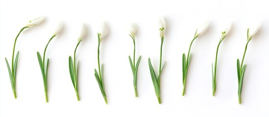Wall Mural - delicate snowdrop flowers arranged on a white background showcasing the beauty of spring blossoms an