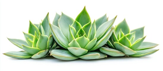 Sticker - Succulent plant group isolated on white background perfect for gardening and home decor themes with clipping path included.