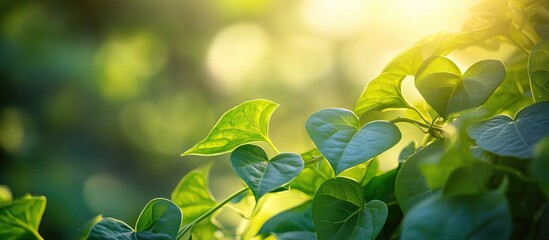 Sticker - Ivy Gourd Tendrils and Leaves Captured in Soft Natural Light with a Green Background