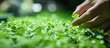 © pngking - Hand carefully picks up seedlings for propagation using a toothpick amid lush green plant growth in a nurturing environment.
