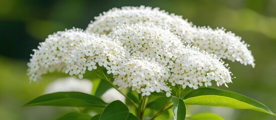 Wall Mural - spirea bush in bloom with small white flowers and blurred background conveying the essence of spring
