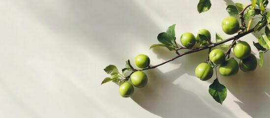Wall Mural - sunlit branch with fresh green fruit and subtle shadows showcasing a minimalist background for text 