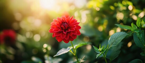 Wall Mural - vibrant red spike flower blooming in a lush garden bathed in warm sunlight showcasing nature's beaut