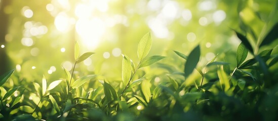 Wall Mural - lush spring greenery with bokeh effect and warm sunlight creating a serene natural background for re