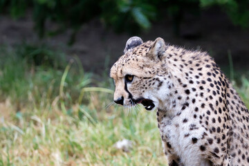 cheetah in a clearing