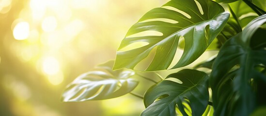 Wall Mural - backlit fresh green leaves creating a vibrant and serene nature background with soft light effects