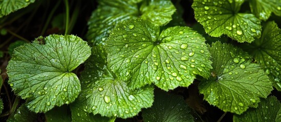 Poster - Lush green textured leaves with droplets of water creating a vibrant natural background for botanical or environmental themes.