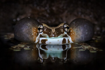 Wall Mural - amazon milk frog (trachycephalus resinifictrix) with its cheeks that look like balloons is a sign of