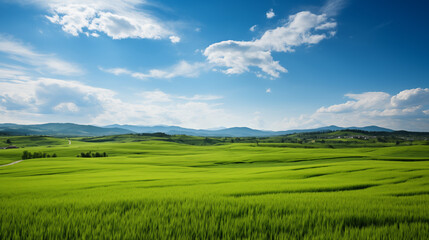 Wall Mural - green field and blue sky. field and clouds