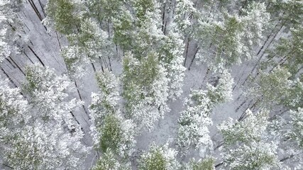 Canvas Print - Beautiful winter forest scene with snow