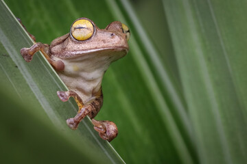 Wall Mural - rhacophorus margaritifer or java flying frog on leaves, javan flying frog on a leaf, indonesian tree