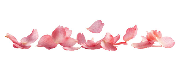 Canvas Print - Delicate Cherry Blossom Petals Gently Falling Isolated on White Background for Nature and Spring Themes