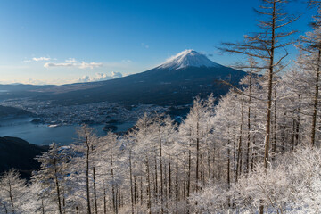 Wall Mural - 厳冬の新道峠から朝日に輝く霧氷の木々と富士山