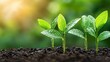© PixelPlace - reforestation seedlings, evergreen. Fresh green seedlings sprout from rich soil, glistening with water droplets, symbolizing growth, renewal, and the promise of nature.