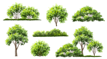 Wall Mural - vector watercolor green tree or forest side view isolated on white background for landscape and arch