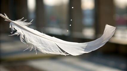 white feather on blue