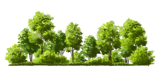 Wall Mural - vector watercolor green tree or forest side view isolated on white background for landscape and arch