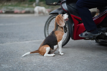 Wall Mural - Beagle Dog Sitting by Motorcycle and Looking Up at Person's Face