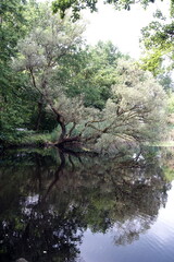 Wall Mural - Seerosenweiher bei muehlheim am main