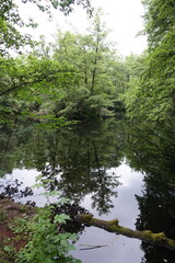 Wall Mural - Seerosenweiher bei muehlheim am main