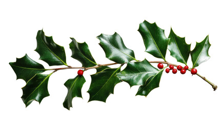 Fototapete - Holly branch with red berries on transparent background for christmas decoration