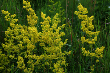 Sticker - Yellow wild flower Galium verum close up