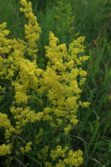 Sticker - Yellow wild flower Galium verum close up