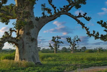 West Africa. Senegal. Picturesque contours of grandiose baobabs on a peanut field in the rays of the setting sun.