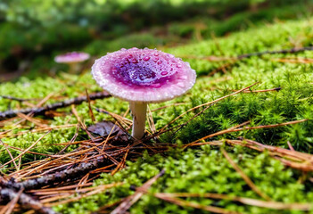 Sticker - A close-up shot of dew droplets on the surface of a glowing mushroom cap, each drop reflecting the vibrant colors of the forest. In the distance, glowing flowers and magical orbs float lazily through 