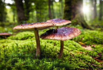 Sticker - Giant mushrooms with glowing caps in a mystical, vibrant forest, very detailed, full 8k wide focus, extreme macro, illustration, magic forest