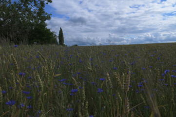 Canvas Print - lots of cornflowers in the wheat field