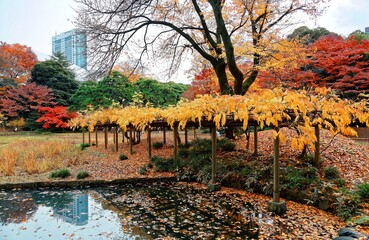 Wall Mural - Scene of colorful trees by a pond  fallen leaves covering the ground in Koishikawa Korakuen, a traditional Japanese garden famous for autumn foliage  a popular tourist destination in Tokyo, Japan
