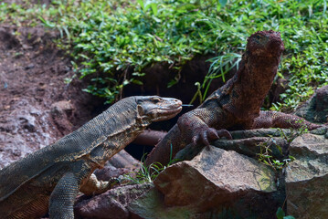 Wall Mural - Asian monitor lizard is playing in the mud