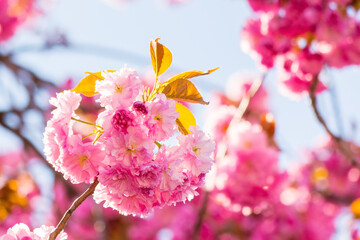 Wall Mural - lush blossom of sakura tree. beautiful pink flowering branches on the blue sky background. sunny april weather