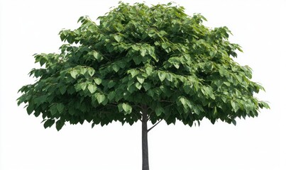 Lush green tree isolated on white, garden, nature, spring, foliage, landscaping, design