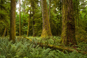 Wall Mural - MacMillan Provincial Park is a provincial park on Vancouver Island in British Columbia, Canada. The park is home to a famous, 157 hectare stand of ancient Douglas-fir, known as Cathedral Grove.