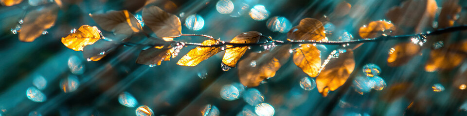 Wall Mural - Autumn Branch with Golden Leaves and Teal Bokeh