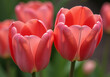 © BeaRod - beautiful tulip flowers highly prized unique beauty fragrance gardens arrangements worldwide