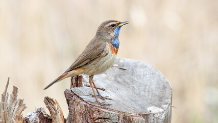 Wall Mural - robin on a branch