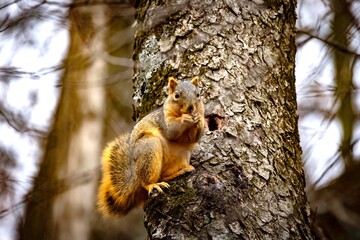 Wall Mural - the fox squirrel (sciurus niger), also known as the eastern fox squirrel or bryant's fox squirrel.