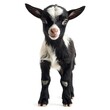 © ardanz - Adorable baby goat, farm animal, white background, playful expression, perfect for greeting cards