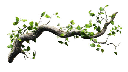 Wall Mural - Lush green vines growing on a weathered tree branch with transparent background