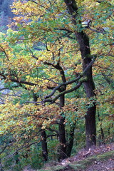 Canvas Print - Herbstwald