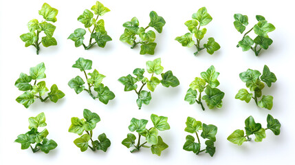 Wall Mural - Set of small green ivy vines isolated on white background.