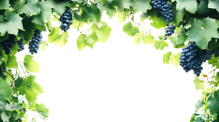 Wall Mural - Green grapevine with grapes isolated on white background.