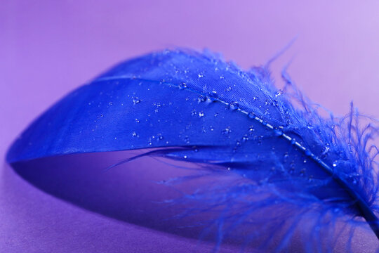 Wall Mural -  - fluffy blue feather on purple background, closeup