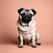 © Stocks - A adorable Pug dog sitting in the Light Salmon background