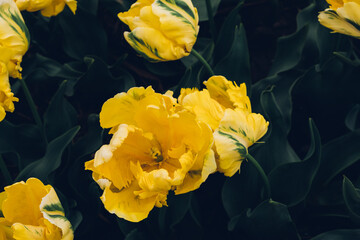 Wall Mural - Beautiful fresh yellow terry tulip flowers in full bloom in the garden, close up view against dark green leaves background. Floral spring texture for background.