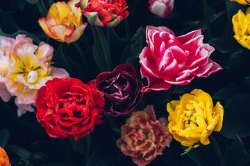 Wall Mural - Beautiful colorful terry tulips in full bloom in the garden, view from above against dark green leaves. Natural floral texture for background.